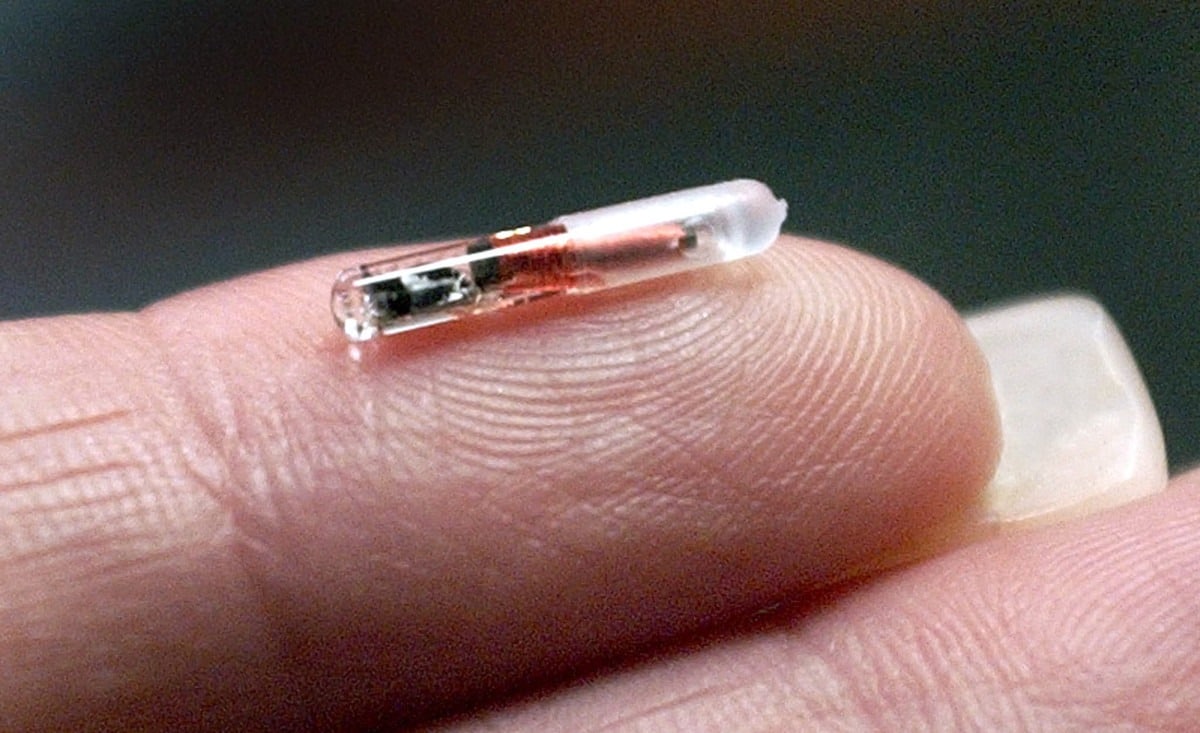 microchip algo mas grande que implantado por newfusion una imagen archivo 1487153081055